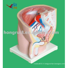 Modèle d&#39;anatomie sagittale masculine (1 pièce)